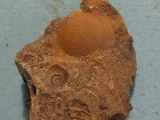 Turitella